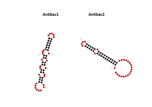 Ed01 Aptâmeros Antibac 1 e Antibac 2