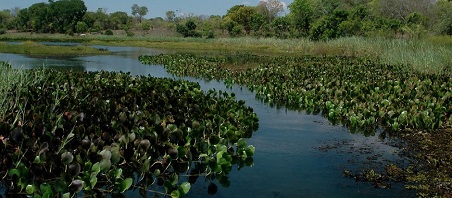 Pantanal Mineiro Januária MG a